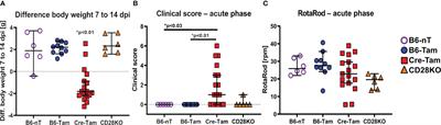 CD28-signaling can be partially compensated in CD28-knockout mice but is essential for virus elimination in a murine model of multiple sclerosis
